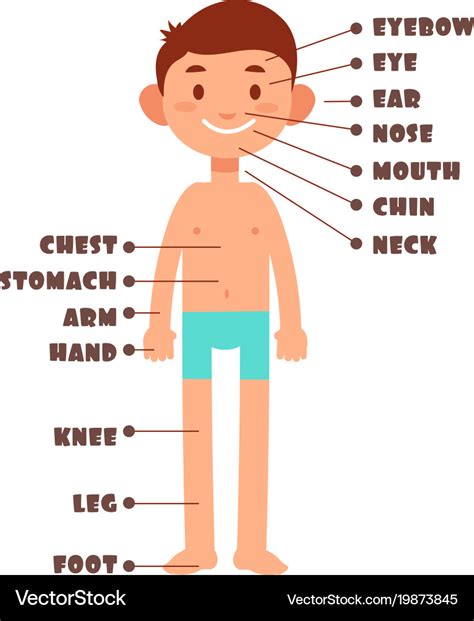 Cartoon Boy Kids Body Parts With English Vector Image