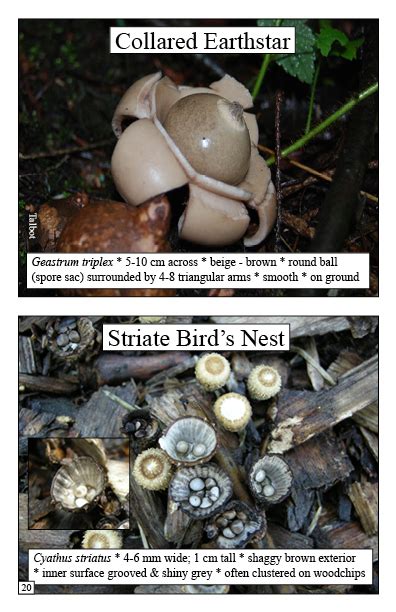 Mushrooms Biodiversity Booklet The Arboretum