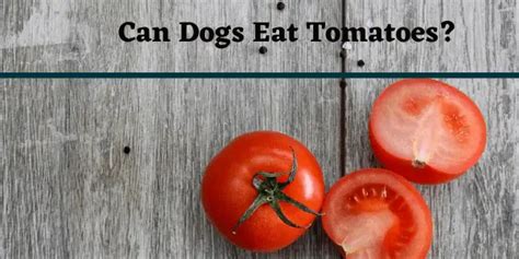 Can Dogs Eat Tomatoes Complete Guide Whatmydogeats