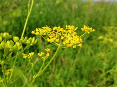 Behold The Wild Parsnip Finger Lakes Land Trust