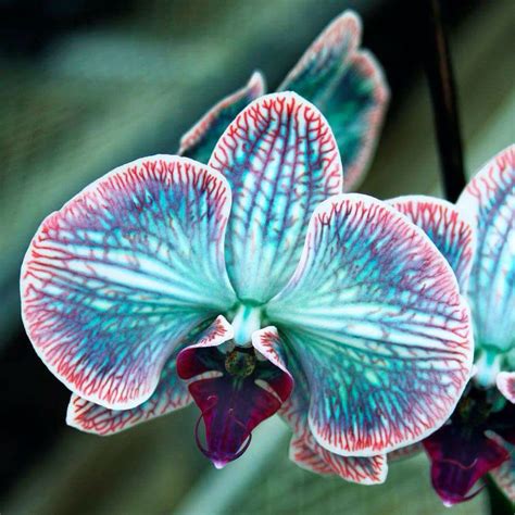 Naturalmente Orchid Seeds Rare Orchids Unusual Flowers