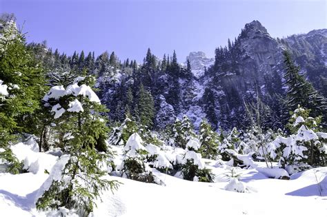 Free Images Landscape Tree Nature Forest Outdoor Snow Cold