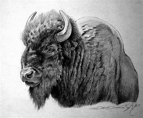 American Bison Pencil On Paper Bison Buffalo Pencil Art