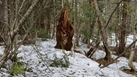Search For The Maine Bigfoot Ridge Monster Youtube