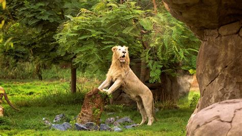 Dubai Safari Park Unveils New Live Shows