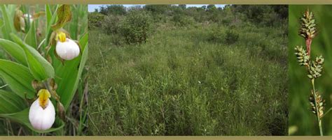 We did not find results for: Savage Fen SNA and Seminary Fen - Minnesota Native Plant ...