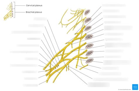 Brachial Plexus Diagram Quizlet