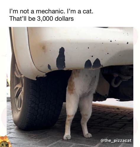 Cat Mechanic Rfunnyanimals