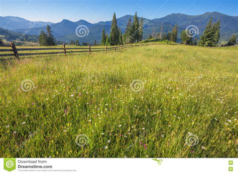 Idyllic Landscape In The Alps With Fresh Green Meadows Stock Image