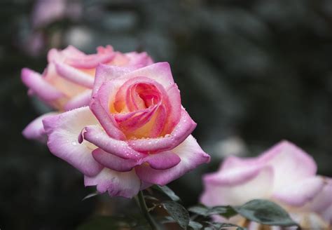 Mawar Bunga Merah Muda Foto Gratis Di Pixabay Pixabay