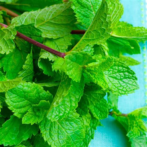 8 plants that repel mosquitoes (that we're adding to our yards asap)