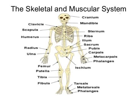 Muscular System Skeletal System