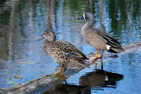 Blue Winged Teal Ducks Photograph By Janice Adomeit Pixels