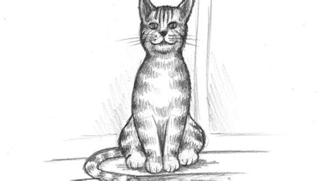 Katze Zeichnen Anfänger Information Online