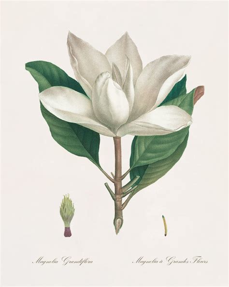 White Botanical Prints Vintage Flower Art Cottage Wall Art Etsy
