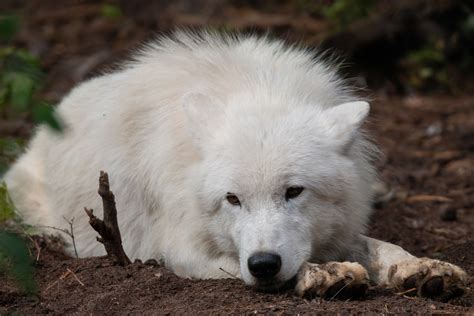 Polarwolf Canis Lupus Arctos Foto And Bild Tiere Zoo Wildpark