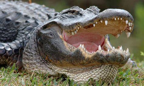 Heavily armed with deadly weapons. Could ALLIGATORS hold the key to how we could one day ...
