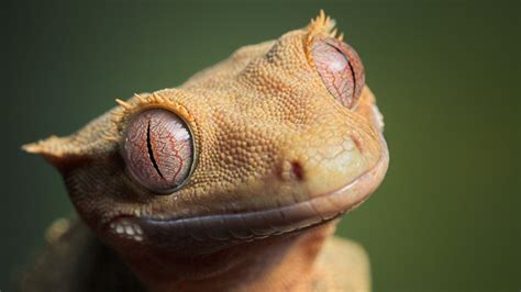 Animals Wildlife Iguana Reptiles Gecko Lizard Reptile Fauna