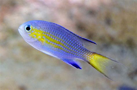 Something Fishy :: Aquarium Livestock :: Fish :: Vanderbilt Chromis