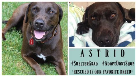 Aw, puppies are cute, right? Dog Rescue Stories: Astrid Found the Perfect Forever ...