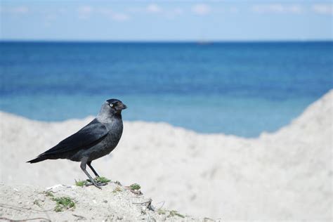 Jackdaw Free Stock Photos Rgbstock Free Stock Images Sundstrom