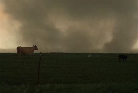 Watch This Cows Pay No Attention As Tornado Rips Through Okla