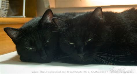 Wordless Wednesday Could You Just Let Us Sleep The Creative Cat