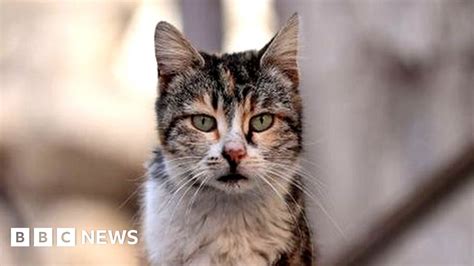 New Zealand Feral Cat Killing Competition For Children Axed After Backlash