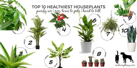 Top 10 Healthiest Houseplants Purify Air Non Toxic To Pets And Are
