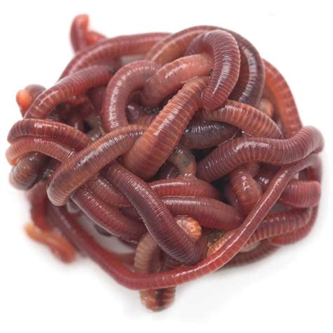 Composting Worms Red Wigglers European Nightcrawlers Midwest Worms