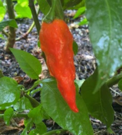 Komodo Dragon Pepper Seeds Hot Pepper Seeds Etsy