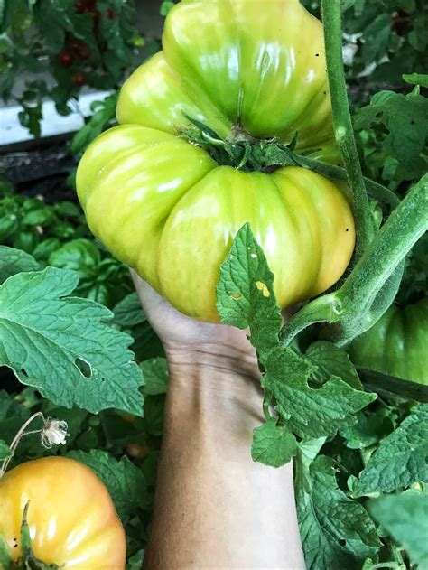 Huge Heirloom Tomato This Striped German Tomato Weighed Over 2 Lbs