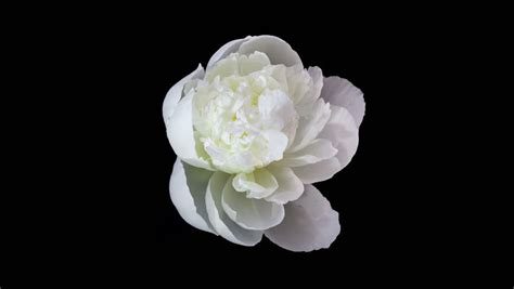 Free moving floral in white background with clouds and wind. Timelapse Of White Peony Flower Blooming On Black ...