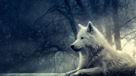Wolf Wallpapers Pictures Images