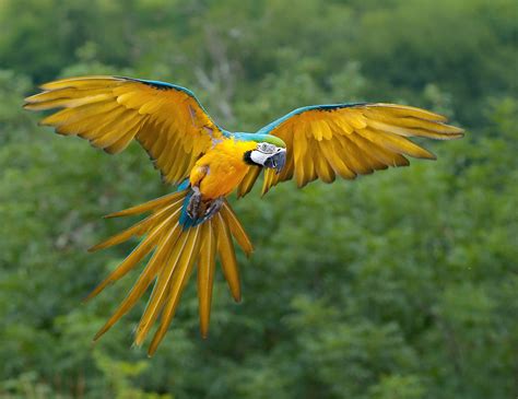 10 Coolest Parrots In The World 10 Most Today