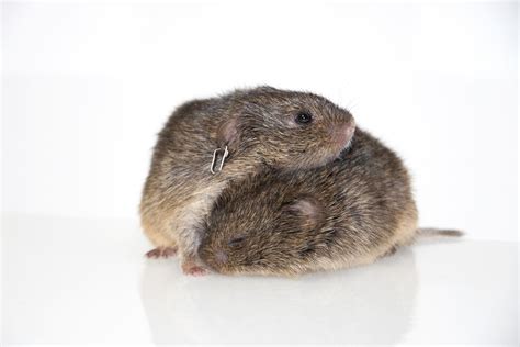 Why Do Some Prairie Voles Pair For Life