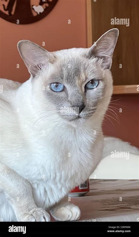 Lilac Tortie Point Tonkinese Cat Stock Photo Alamy