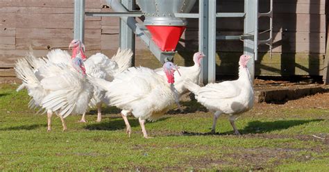 White Holland Turkey Breed And Care Guide The Garden Magazine