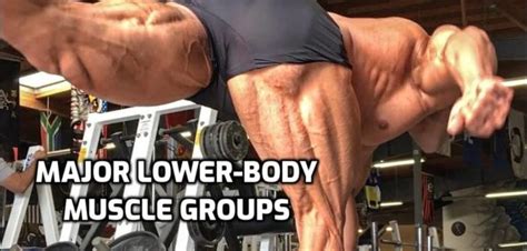 A free body diagram consists of a diagrammatic representation of a single body or a subsystem of bodies isolated from its surroundings showing all the forces acting on it. Lower-Body Anatomy for Weightlifters: Leg and Hip Muscles ...