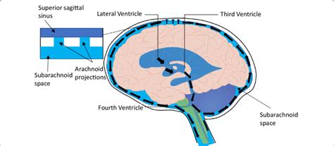 Brain Ventricles Diagram