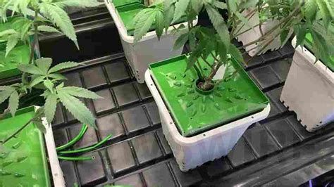 A Comprehensive Guide On Floraflex How To Grow Plants Successfully