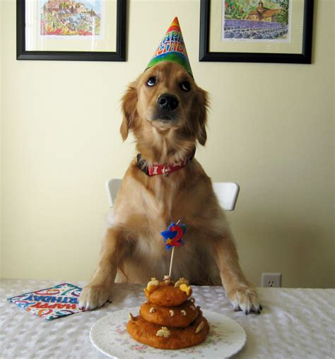 Of course, we're not talking grab your camera and get your dog ready for his closeup! 112 Pets Having Better Birthday Parties Than You | Bored Panda