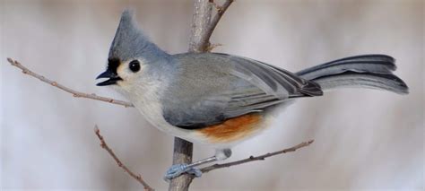 The 25 Most Common Birds In Wisconsin 2021 Bird Watching Hq
