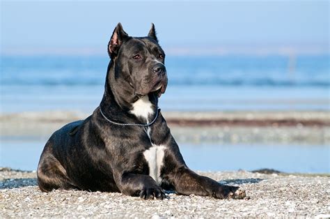 Favorite Dog Breeds Sherdog Forums Ufc Mma And Boxing Discussion