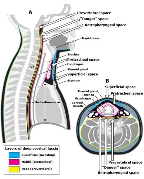Cervical Neck Anatomy Superficial Fascia Musclesglands