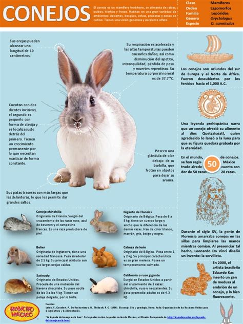 Infografía Conejospdf Mamíferos Naturaleza