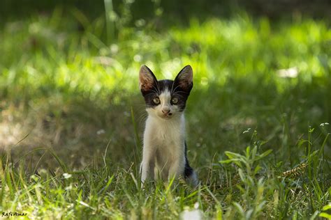 Domestic Cat Felis Catus For More Photos Please Visit M Flickr