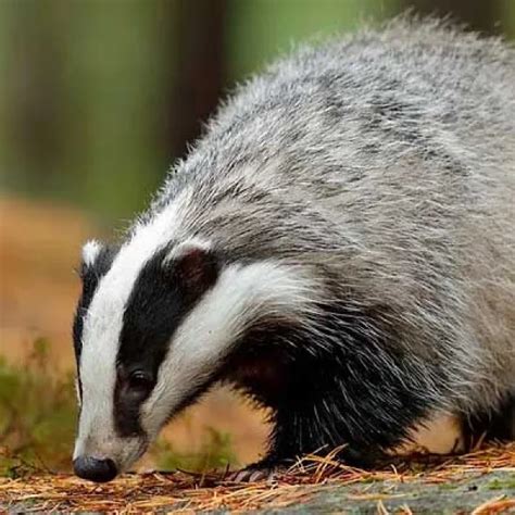 6 Ways To Deter Badgers And Stop Them Digging East Coast Fencing