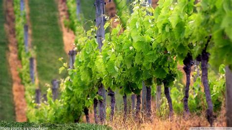Interesting Facts About Grapes Just Fun Facts