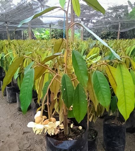 Cara menanam durian dalam pot. Jenis Tanaman Buah Yang Bisa Ditanam Dalam Pot ...